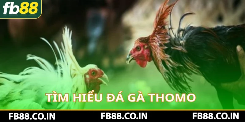 Tìm hiểu thông tin về gà chọi Thomo